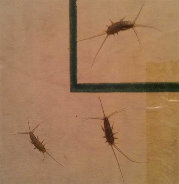 Silverfish Picture